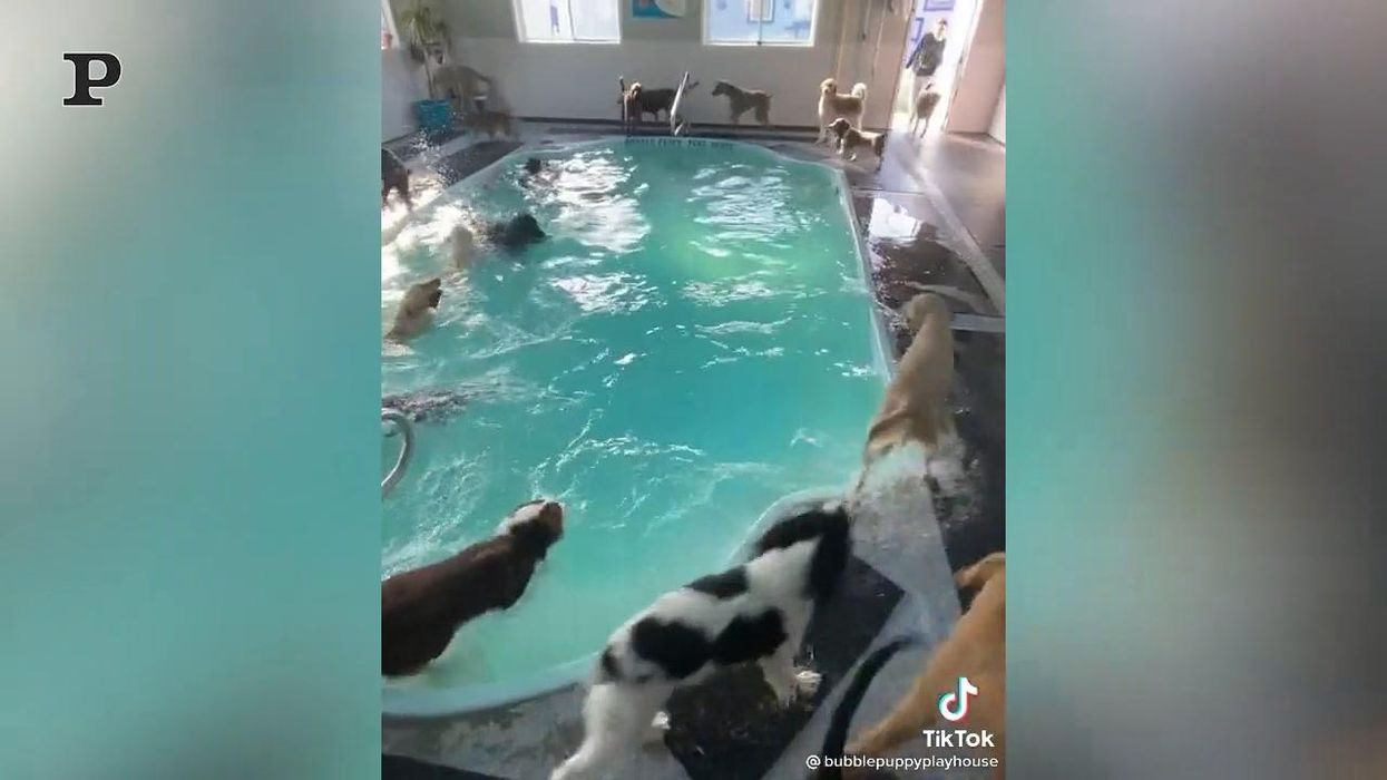 15 cuccioli si tuffano in una piscina | Video