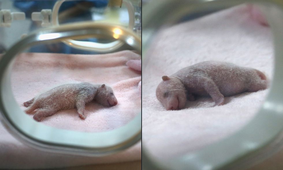 2 cuccioli di panda nati a Chengdu