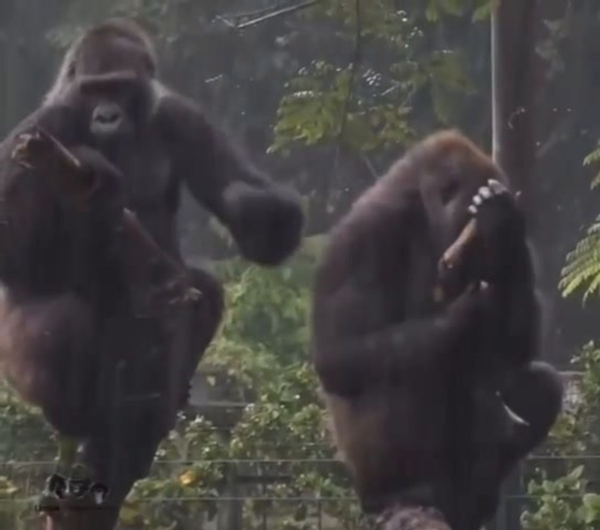 Due Gorilla litigano perché uno è in vena di dispetti, l'altro no | video