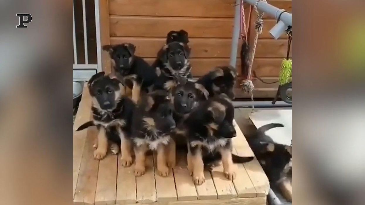 9 cani posano per una foto di famiglia | Video