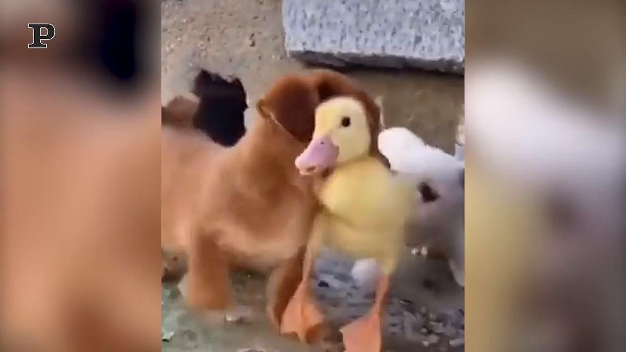 Adorabile cagnolino fa amicizia con un anatroccolo | video