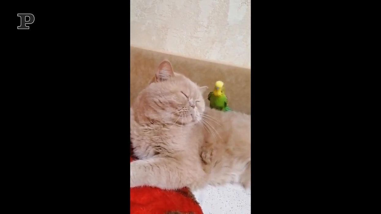 Adorabile gattino alle prese con un pappagallo | video