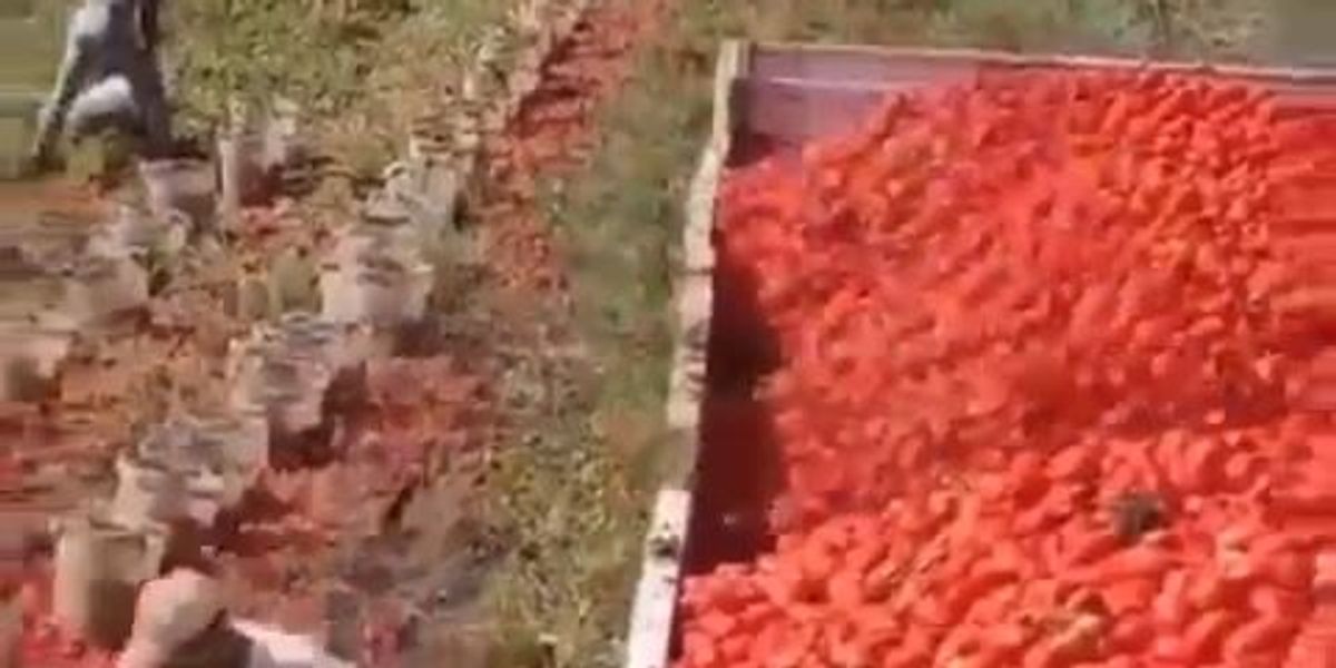 Agricoltore raccoglie pomodori in modo strategico | video