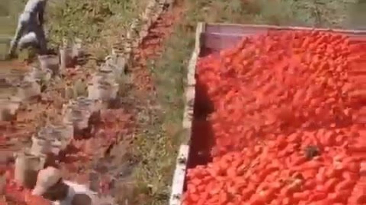 Agricoltore raccoglie pomodori in modo strategico | video