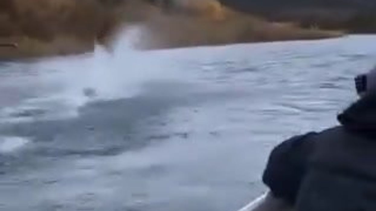Alce sfreccia nel fiume | video