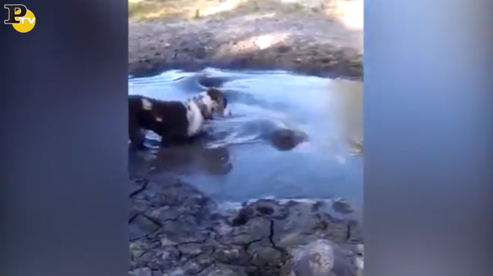 alligatore aggredisce cane pozza fango video attacco