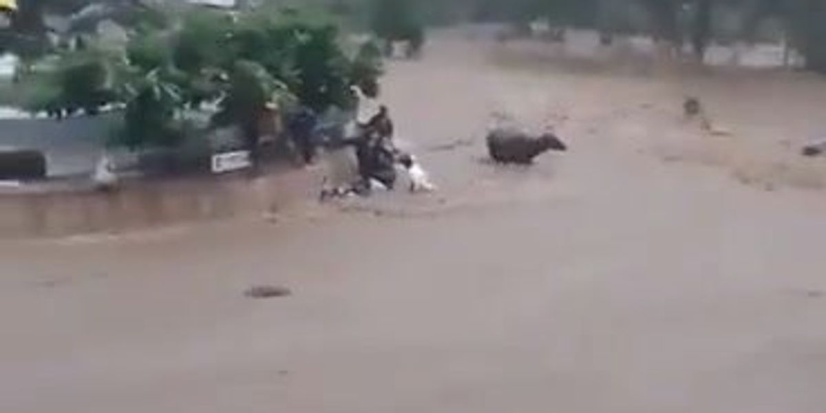 Alluvioni in Inda; mucche trasportare dall