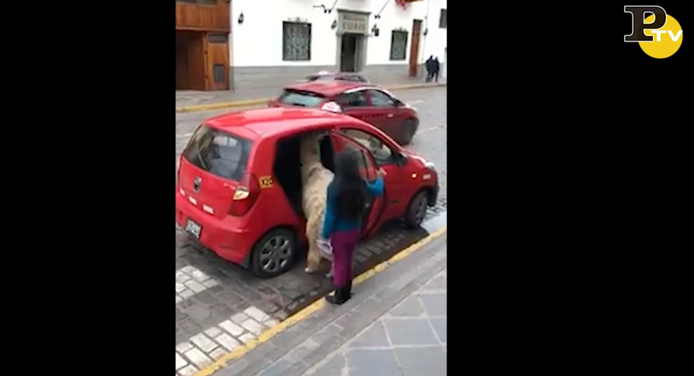Alpaca sale su un taxi video