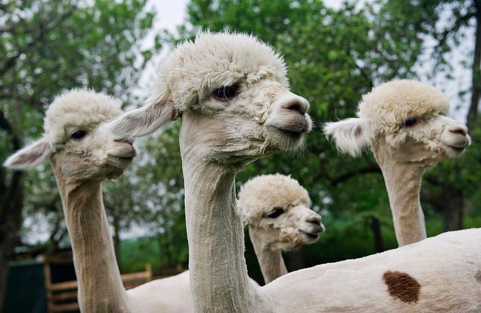 Dunia Algeri's knitwear in baby Alpaca wool
