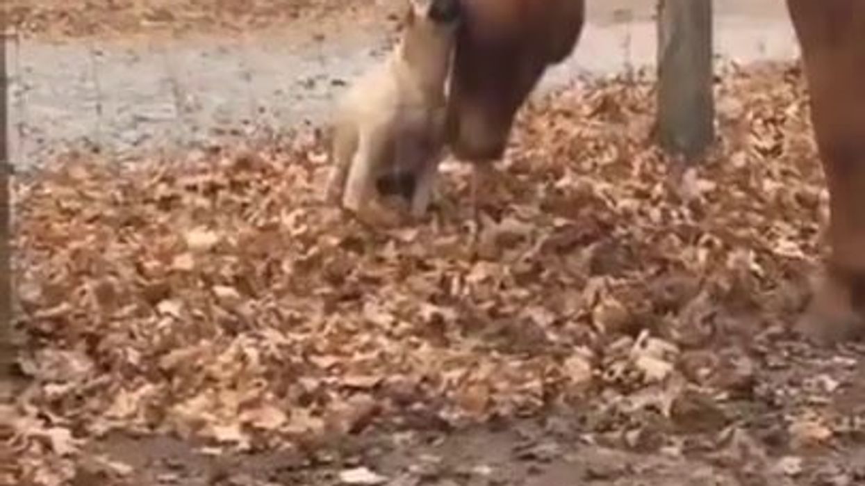 Cane e cavallo: due inseparabili amici | video