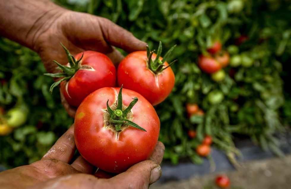 Zero exploitment: turning the tomato industry into a more equitable one