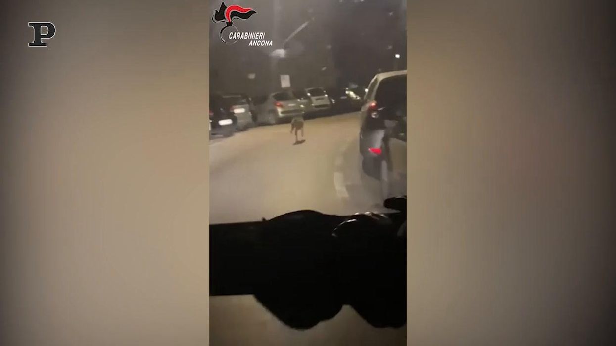 Ancona, carabinieri si imbattono in un lupo nel centro della città | video