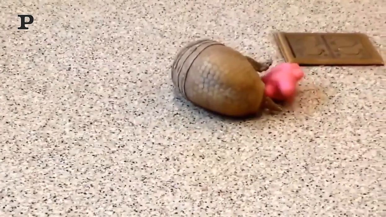 Il baby armadillo assalta il giocattolo e non lo lascia più
