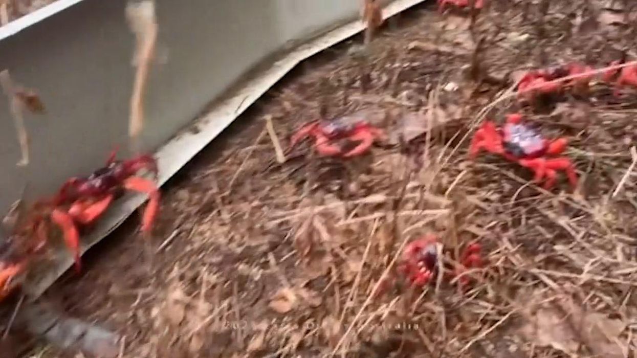 Australia: è iniziata la migrazione dei granchi rossi | video
