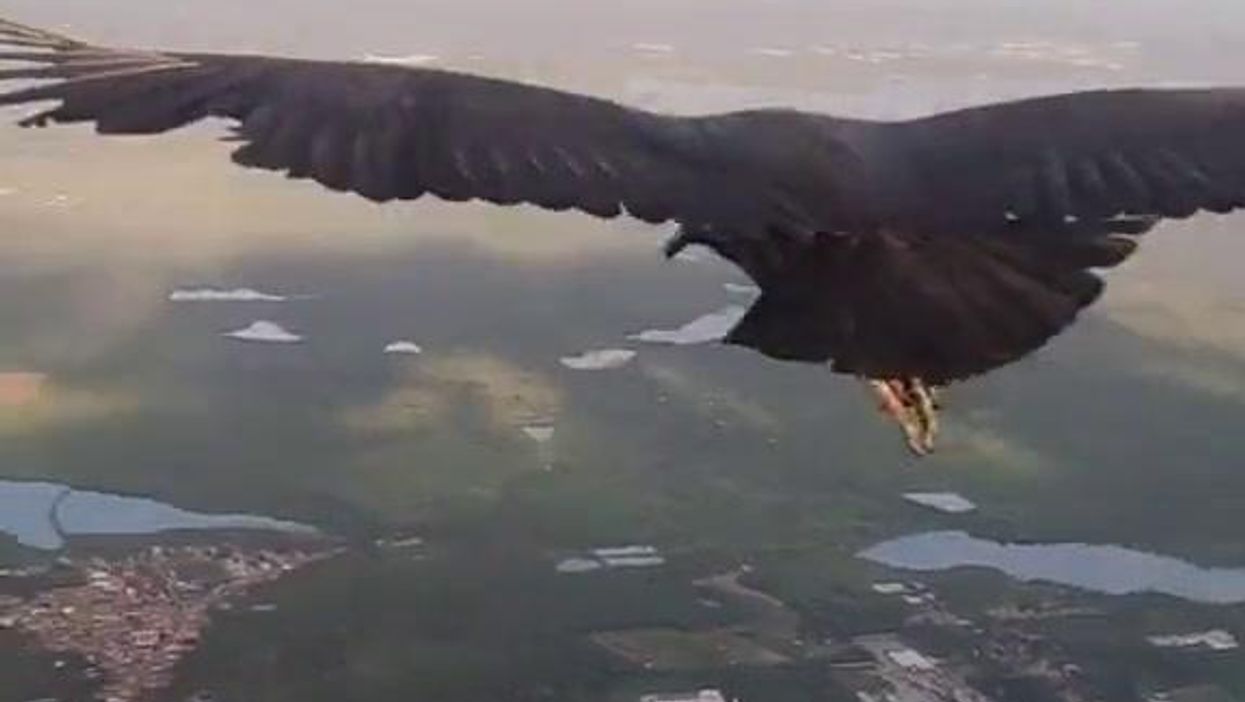 Avvoltoio si posa in volo sul deltaplano | video