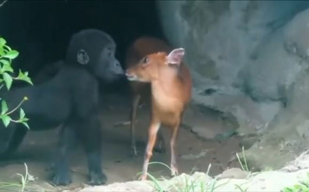 Baby gorilla e baby cerbiatto fanno amicizia | video