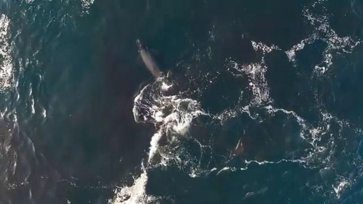 Balena partorisce cucciolo davanti a turisti I video