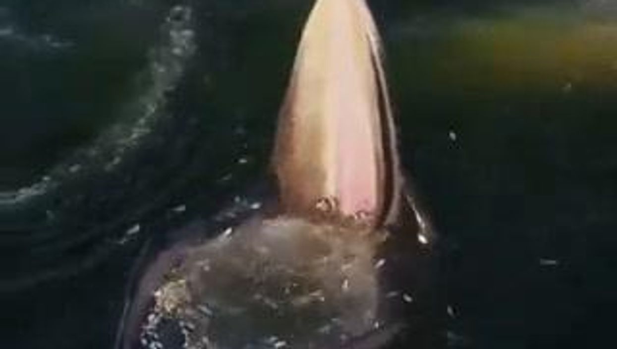 Il pasto della balena, ecco come attira le sue prede I video