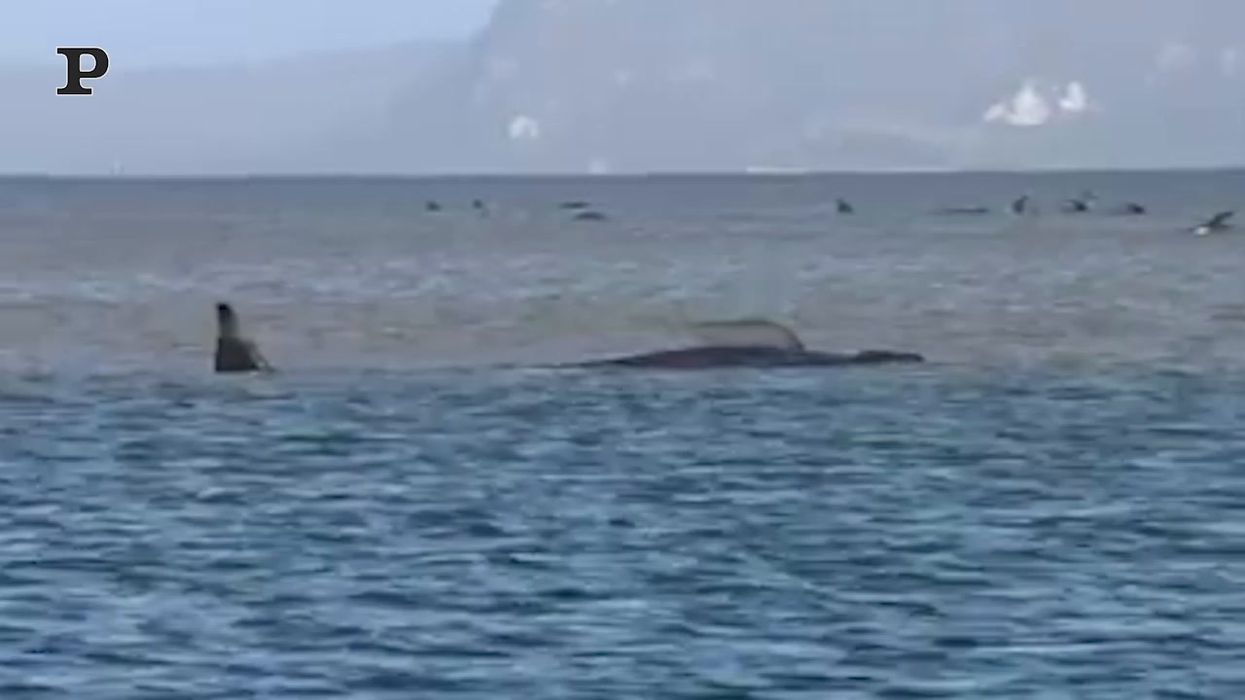 Balene arenate in Tasmania, più di 90 morte | video