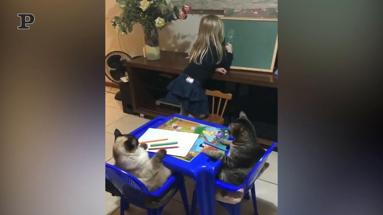 Bambina si improvvisa maestra e fa lezione ai suoi gattini | video