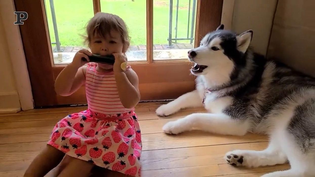 Bambina suona la fisarmonica ed il suo cane canta | video