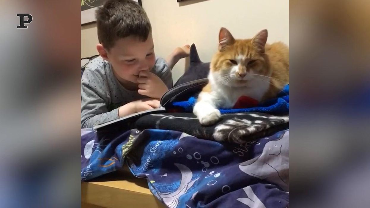 Bambino premuroso legge una favola della buonanotte al suo gatto | Video
