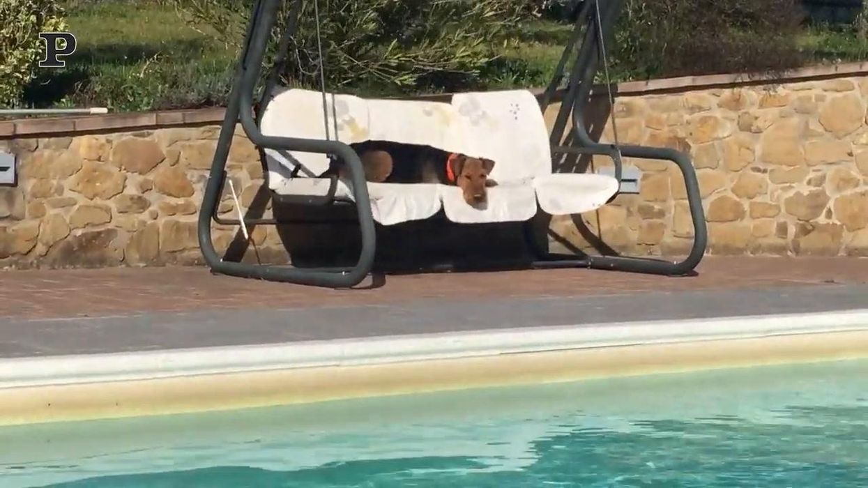 Barboncino si rilassa a bordo piscina | Video
