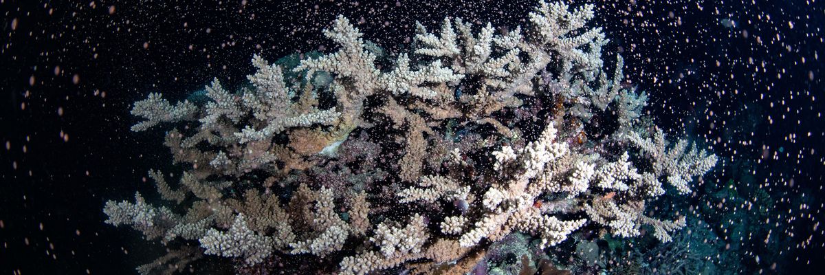 barriera corallina australia foto