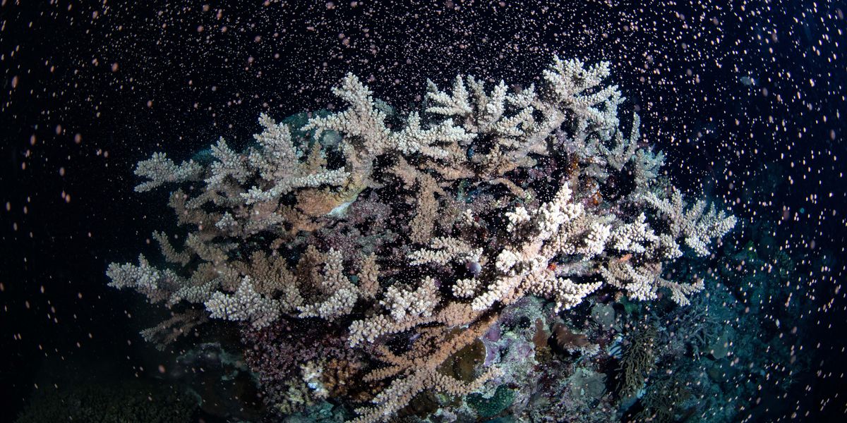 barriera corallina australia foto