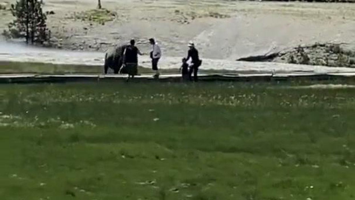 Bisonte attacca uomo nel Parco di Yellowstone