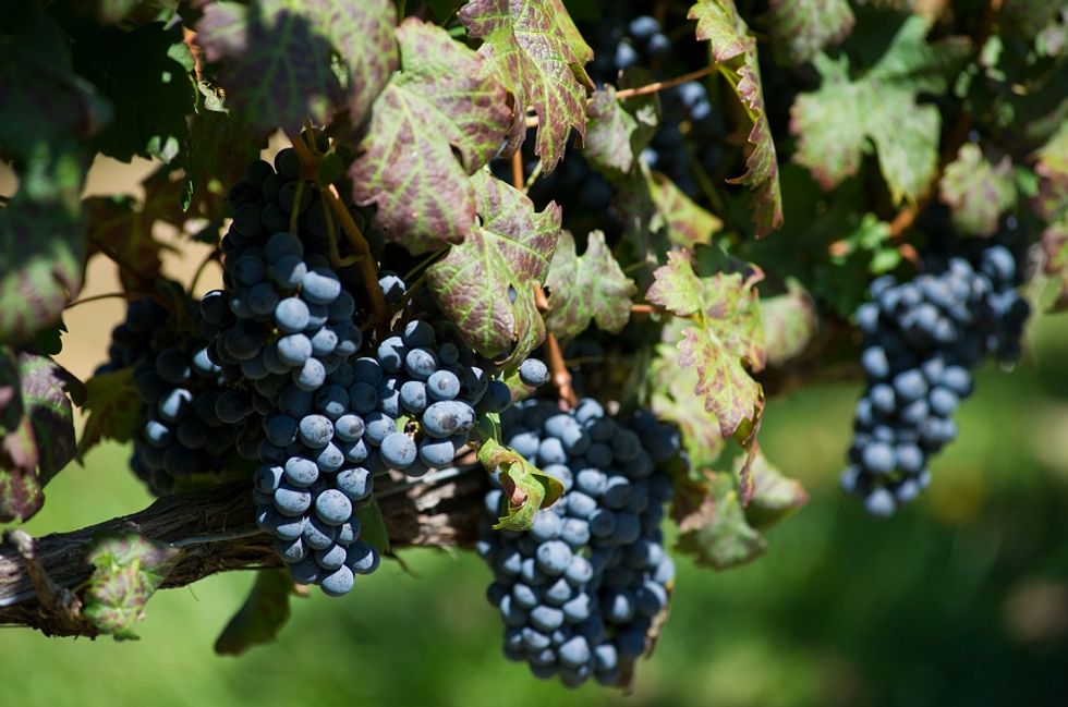 California chooses an Italian Red as "Wine of the Week"