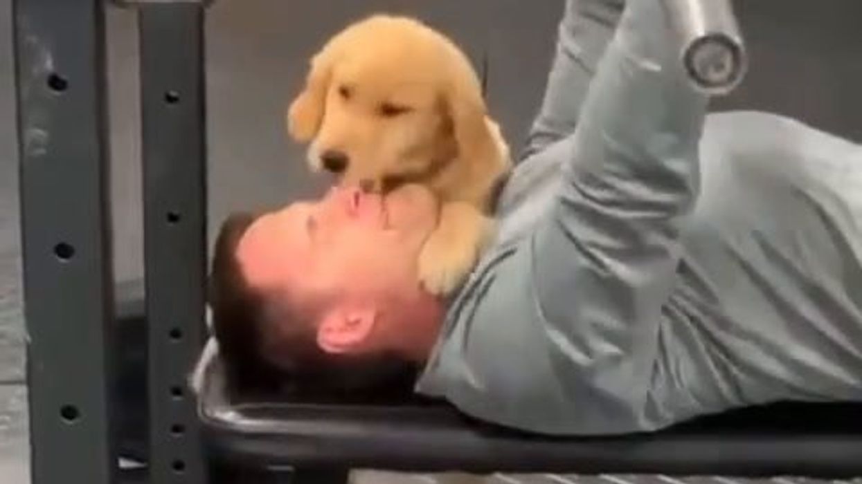 Cucciolo di cane distrae il padrone mentre si allena in palestra | video