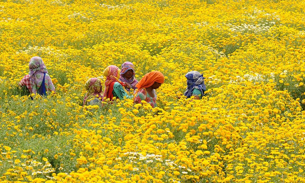 Calendula in fiore in India