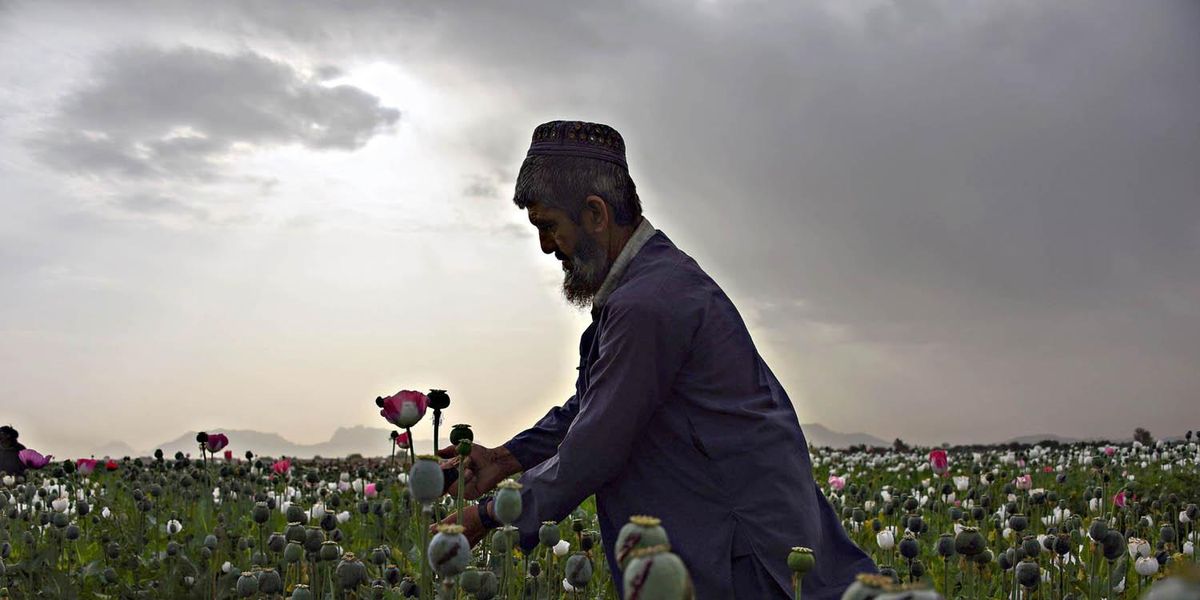 campo oppio afghanistan talebani