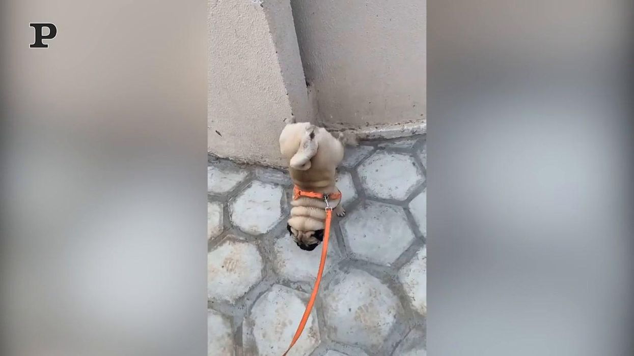 Cane acrobata si esibisce mentre fa i bisogni | video