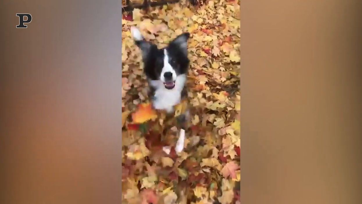 Un cane e il suo amore per il foliage autunnale | video