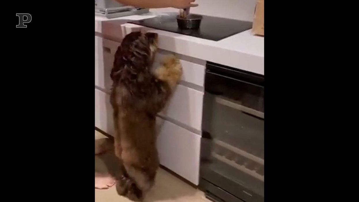 Cane affamato balla alla vista della pappa | Video