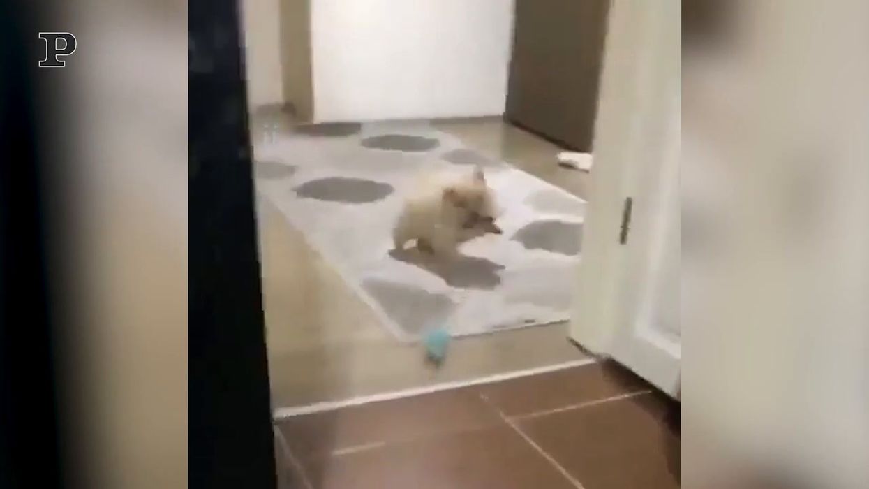 Un cucciolo di cane spaventato da un canarino