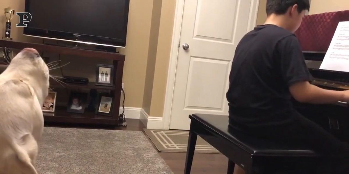Cane canta mentre il padrone suona il piano | video