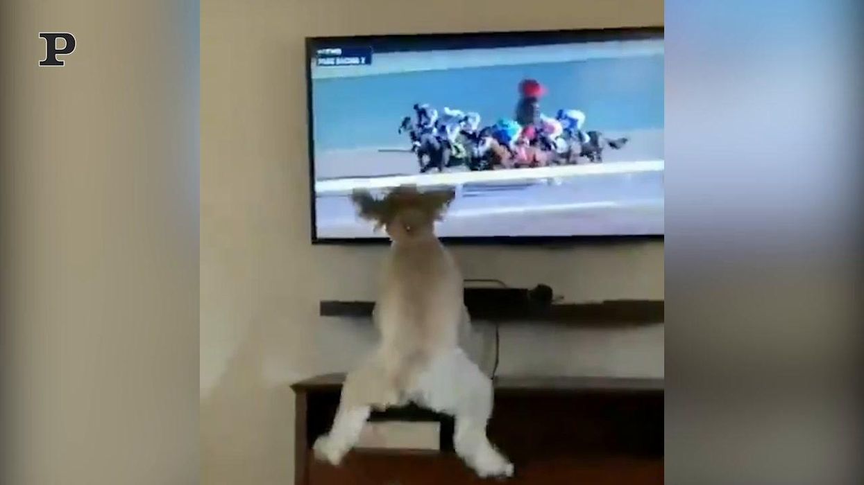 Cane amante delle corse dei cavalli esulta davanti alla tv | video