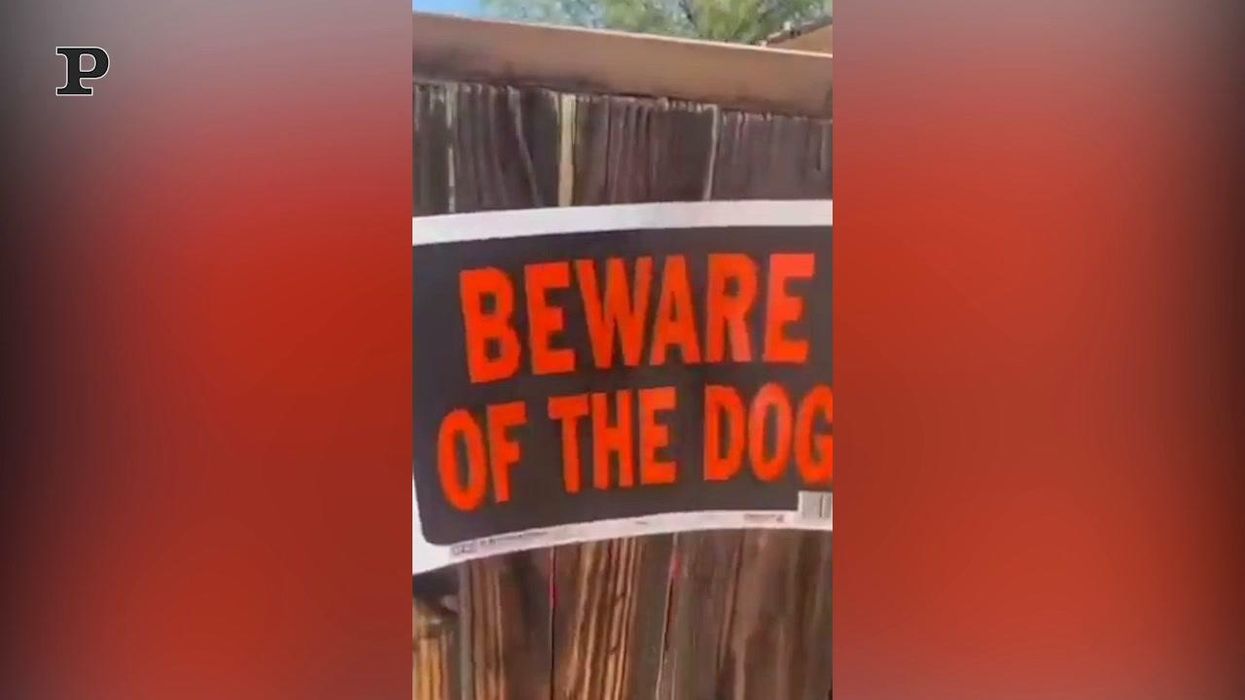 Il pericolosissimo cane da guardia che si rilassa su una sedia | video