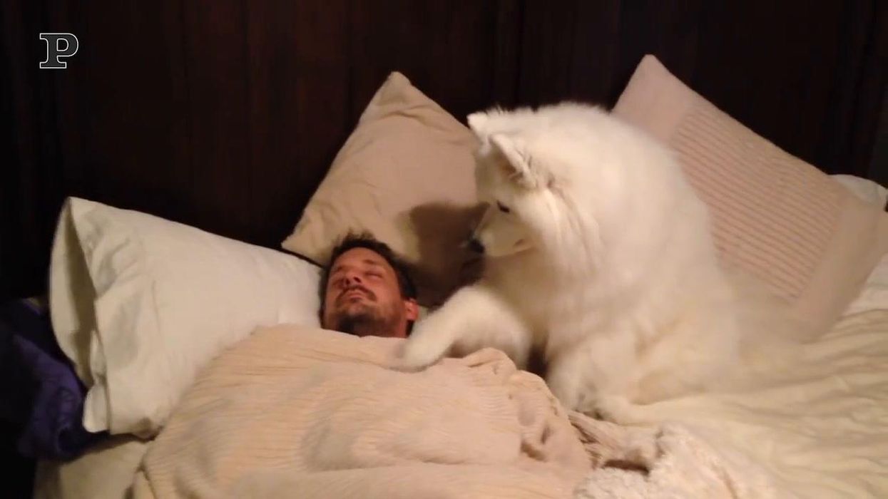 Cane dolcissimo tenta di svegliare il padrone | video