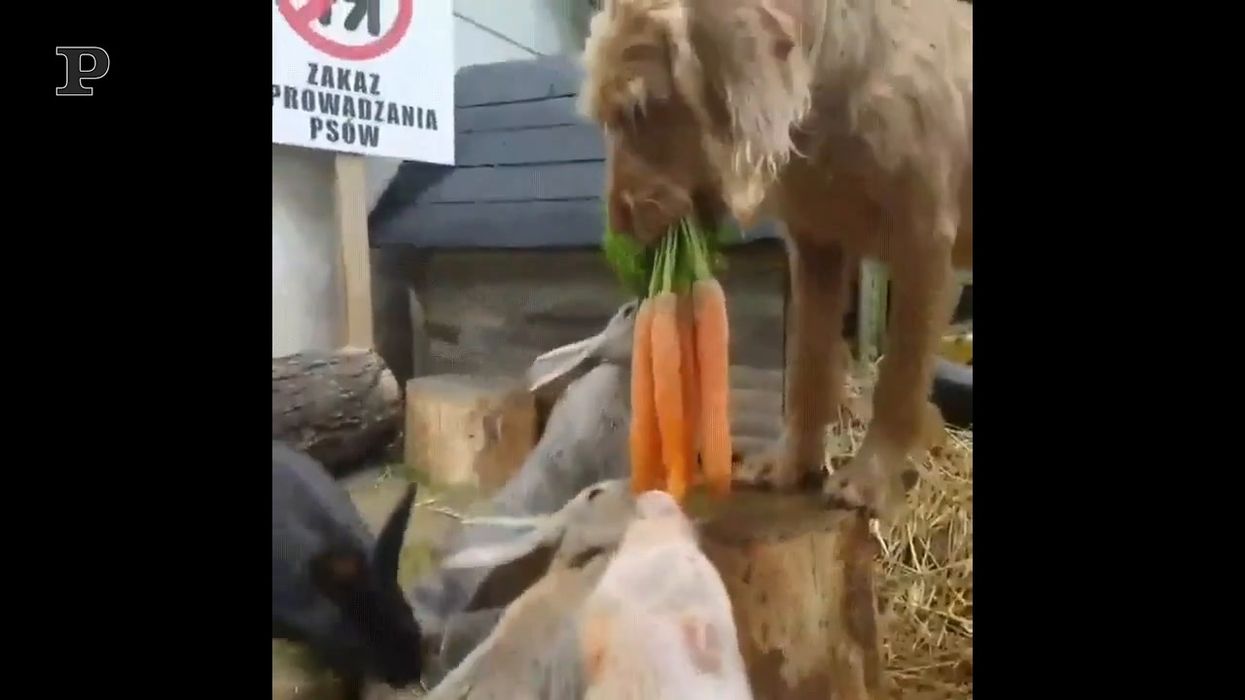 I coniglietti hanno fame, il cane tiene il mazzo di carote