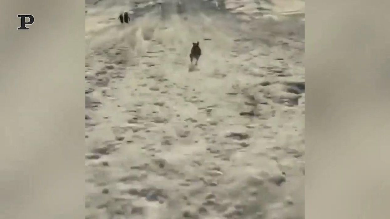 Cane e padrone si divertono a scivolare insieme sulla neve | Video