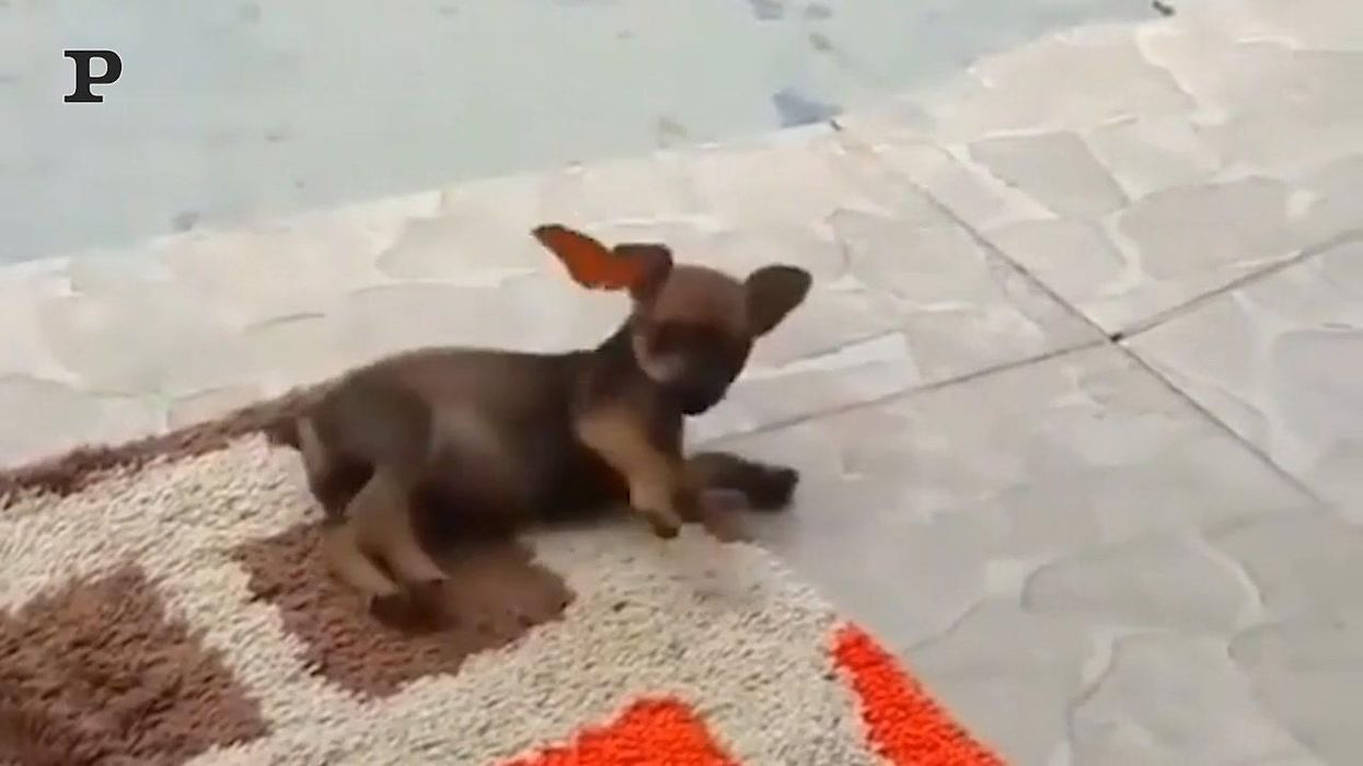 Adorabile cucciolo alle prese con una farfalla | video