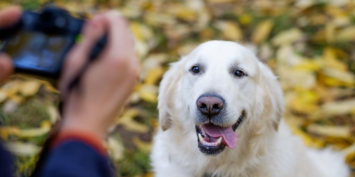 Scusi, posso fare una foto al suo cane?
