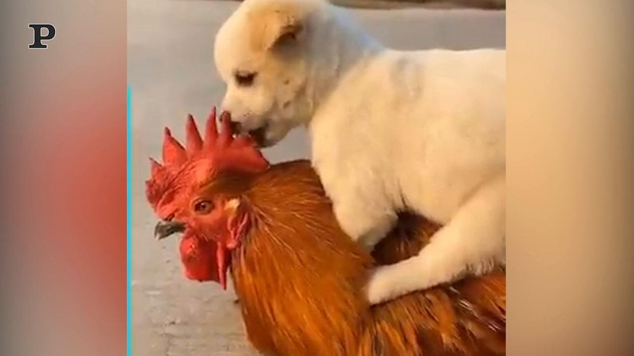 Cucciolo di cane a cavallo di un gallo | video
