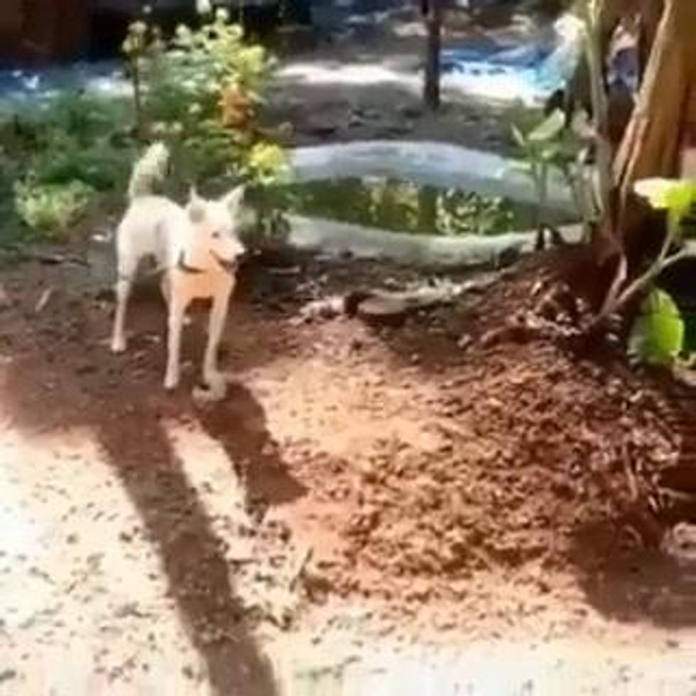Cane mette in fuga un gatto con una mossa di karate I video