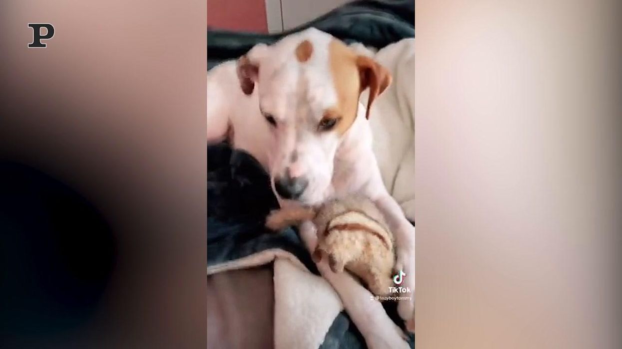 Cane geloso abbraccia il suo giochino | Video