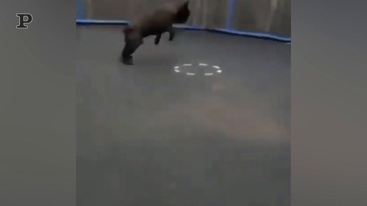 Cane giocherellone si diverte a saltare sul tappeto elastico | Video